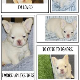 French Bulldog Puppies from Tellez House of Frenchies