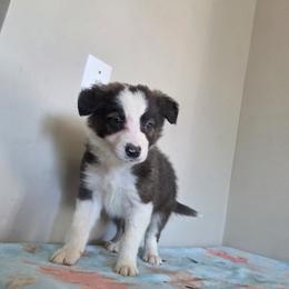 Brody - Brindle male Border Collie puppy in Gary, Indiana from Lake Ridge Border Collies
