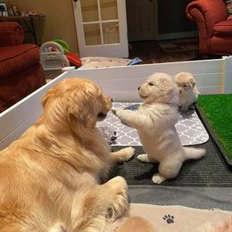 Golden Retriever Puppies from EP's Golden Retrievers