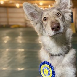German Shepherds from Anzhela Krieg