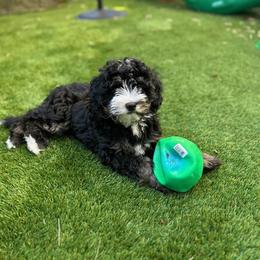Storm - Tri-color female Bernedoodle puppy in Washougal, Washington from Sandy Creek Bernedoodles