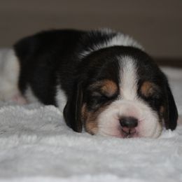 Birch - Black tan and white female Beagle puppy in Morrill, Kansas from Kelle Beagles