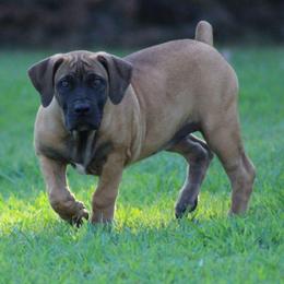 Ivy (Yellow) - Brown female Boerboel puppy in Shawnee, Oklahoma from TXT Boerboels