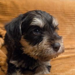Pippin - Liver female Miniature Schnauzer puppy in Graham, Washington from Olivia's Miniature Schnauzer's