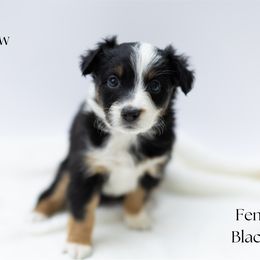 Cashew - Black tri female Miniature Australian Shepherd puppy in Wooster, Ohio from Kari's Mini Aussies