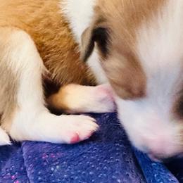 Boy 2 - Scottish Collie puppy in Rapid City, South Dakota from Sundance Scottish-Colleys