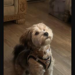 Yorkipoo Puppies from TheSocialk9