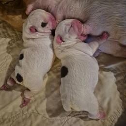 Tan - White female Bulldog puppy in Walhalla, South Carolina from Lowery's English Bulldogs
