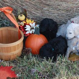 Poodle Puppies from Country Road Homestead
