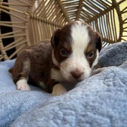 Emily - Red tri-color female Australian Shepherd puppy in Grants Pass, Oregon from Carmel Mountain Aussies