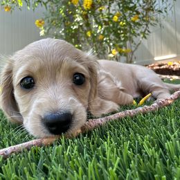 Girl 1 - Cream Dachshund puppy in Alpine, California from Christie's Doxies