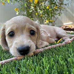 Girl 1 - Cream Dachshund puppy in Alpine, California from Christie's Doxies