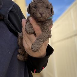 Silver Beige Blue collar - Silver-beige  male Poodle puppy in Franklin Park, Illinois from Windy City Majestic Toy Poodles