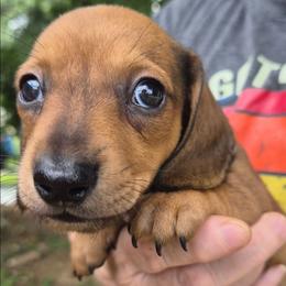 Lindsey- Blue - Red male Dachshund puppy in Frankfort, Kentucky from Gigi's Dachshunds