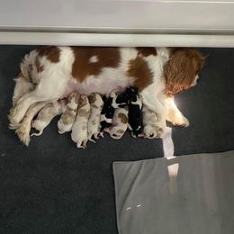Cavalier King Charles Spaniel Puppies from CK Cavaliers