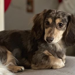 Dachshunds from Angels Doxi Cottage