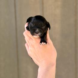 Stymie - Black male Cavapoo puppy in Nashville, Arkansas from Rocky Road Puppies