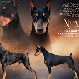 Doberman Pinschers from Mystical Doberman Pinchers