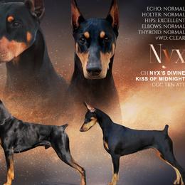 Doberman Pinschers from Mystical Doberman Pinchers