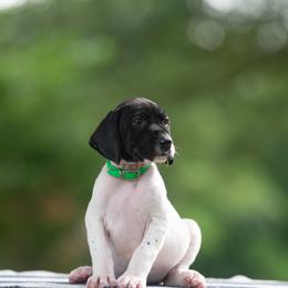 Crash - Black roan male German Shorthaired Pointer puppy in Greensburg, Kentucky from Nosam Kennels- Hungarian Vizslas, and German Shorthairs Located in Kentucky