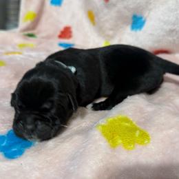 Silver Collar R - Black male Cane Corso puppy in Paris, Texas from Knucklehead Cane Corso