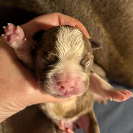 Red Baby Girl 1 - Red female Boston Terrier puppy in Kingsport, Tennessee from Sleepwalker Bostons