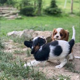 Cavalier King Charles Spaniel Puppies from Snowtrain Cavaliers