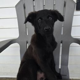 Boy 3 - Black male Xoloitzcuintli puppy in Ethridge, Tennessee from Royalty Reigns Xolos
