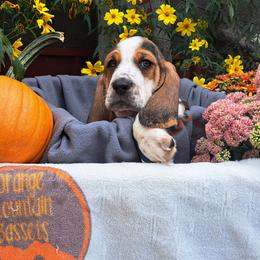 Basset Hound and Beagle Puppies from Orange Mountain Basset Hounds & Beagles