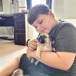 French Bulldog Puppies from Von Bales French Bulldogs