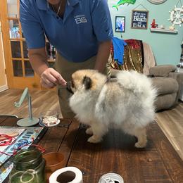 Sparkle Plenty Sapphire Rose of Notorious - Cream sable female Pomeranian puppy in Wilmington, North Carolina from Sparkle Plenty Poms
