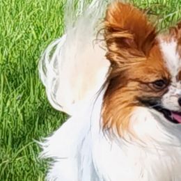 Companion Crosses, Papillons, and Pomeranians from Lovely Ladies and Little Asses Miniature Equines (L3A Pomeranians & Papillons)