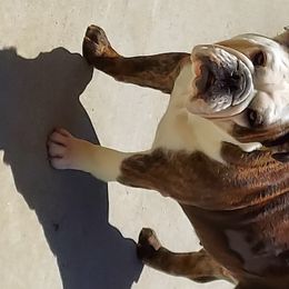 Cinnabon - Bulldog