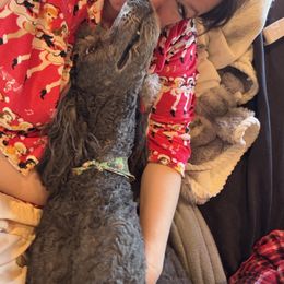 Goldendoodle Puppies from Arizona Doodles