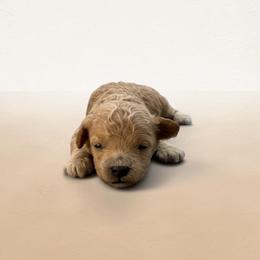 Biscuit - Apricot male Maltipoo puppy in St. George, Utah from Winchester Hills Poodles and Doodles