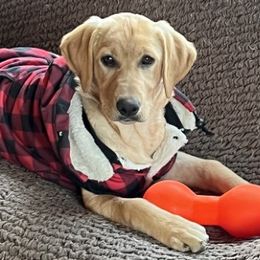 Pretzel - Yellow Labrador Retriever puppy in Selah, Washington from Lab Dogs R Us