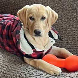 Pretzel - Yellow Labrador Retriever puppy in Selah, Washington from Lab Dogs R Us
