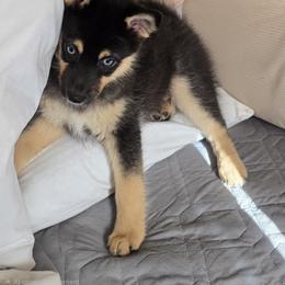 Pomeranian and Pomsky Puppies from Amazing High Desert Pomskys