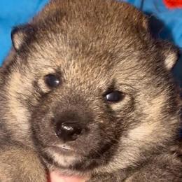'Ezekiel' Mameshiba - Sesame male Shiba Inu puppy in Clewiston, Florida from Animal Farm Shiba Inus & Mameshibas