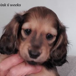 Dachshund puppies from Riverdox Dachshunds