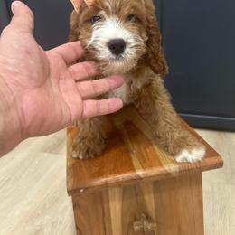 Holly - Red female Cavapoo puppy in Mint Hill, North Carolina from DoodleForever