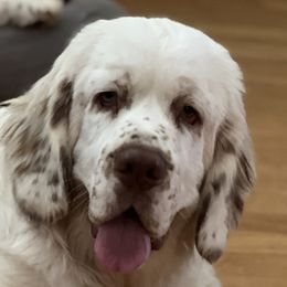 Clumber Spaniels from Tyca Clumber Spaniels