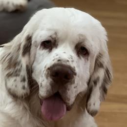 Clumber Spaniels from Tyca Clumber Spaniels