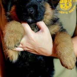 German Shepherd Puppies from Ewig Krieger Kennels