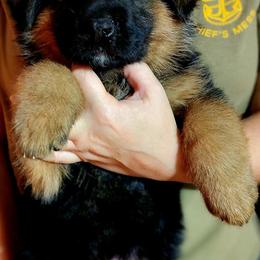 German Shepherd Puppies from Ewig Krieger Kennels