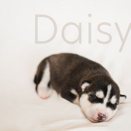 Siberian Husky Puppies from Husky Love and Pups
