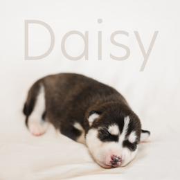 Siberian Husky Puppies from Husky Love and Pups