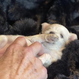 Sugar - White female Maltese puppy in Bennettsville, South Carolina from Cottonwood Maltese