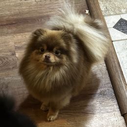 Hazel - Pomeranian