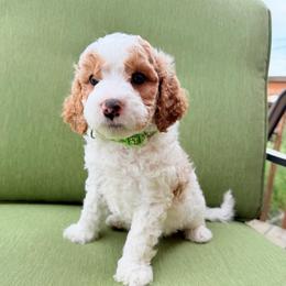 Lady Luck - Blenheim male Cavapoo puppy in Fort Lupton, Colorado from Puppy Paws Colorado